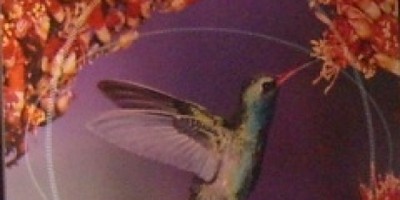 Kolibri plakát az EUHA vásáron