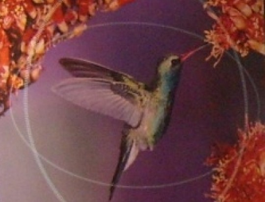 Kolibri, ReSound Verso plakát részlet